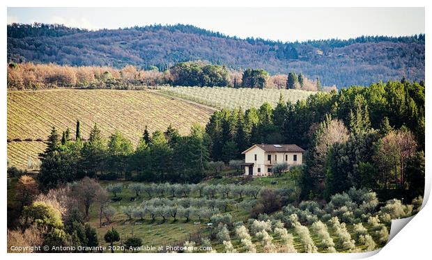 Tuscan landscape with cypress, trees and ancient buildings. Print by Antonio Gravante
