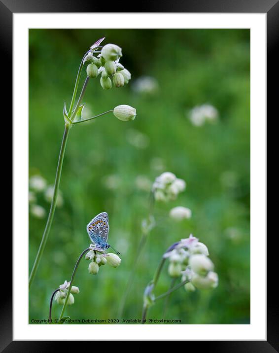 Common Blue Butterfly Roosting in Wildflowers Framed Mounted Print by Elizabeth Debenham