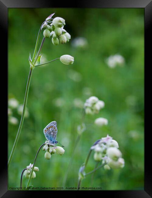 Common Blue Butterfly Roosting in Wildflowers Framed Print by Elizabeth Debenham