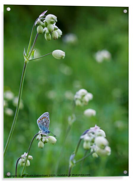 Common Blue Butterfly Roosting in Wildflowers Acrylic by Elizabeth Debenham