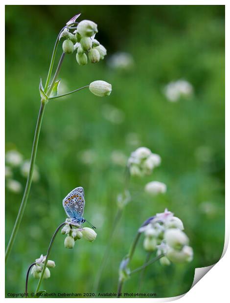 Common Blue Butterfly Roosting in Wildflowers Print by Elizabeth Debenham