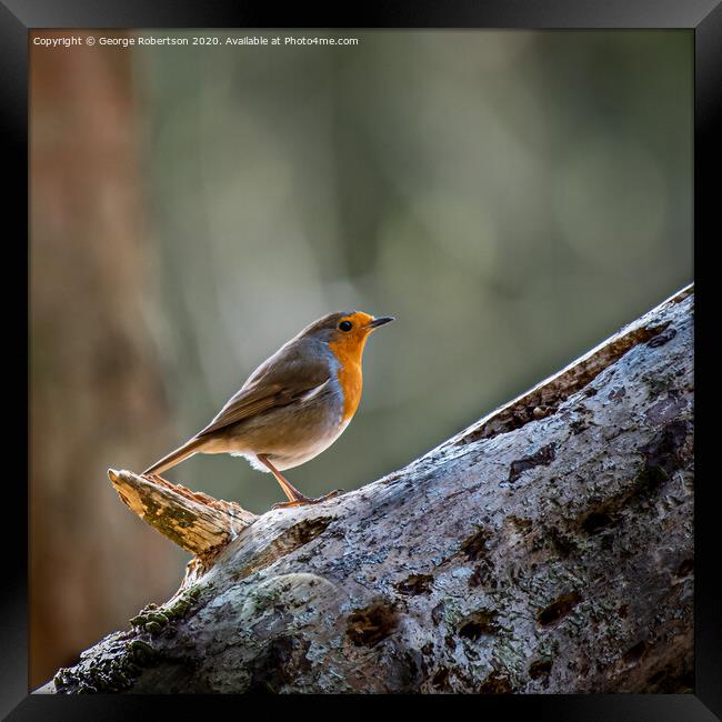 A Robin standing on a fallen tree trunk Framed Print by George Robertson