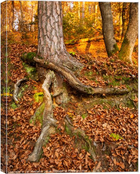 Tree and roots. Canvas Print by Ian Middleton