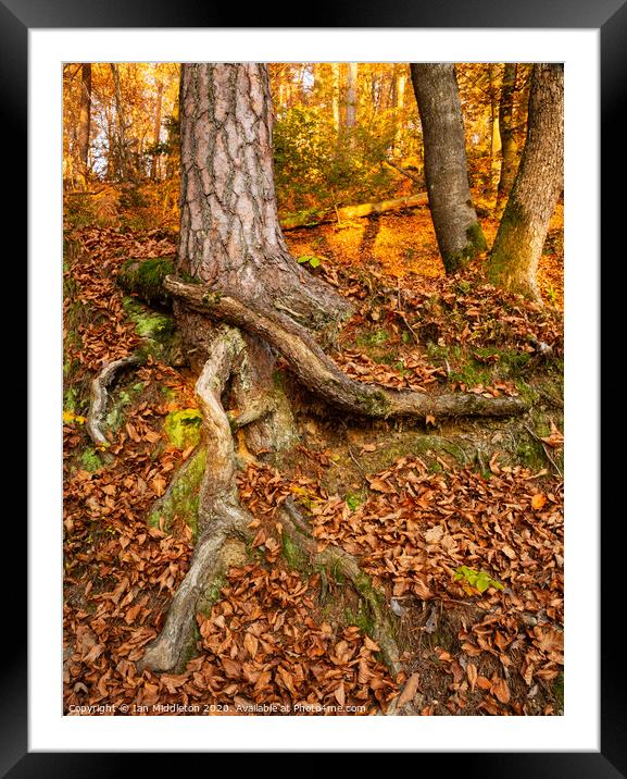 Tree and roots. Framed Mounted Print by Ian Middleton