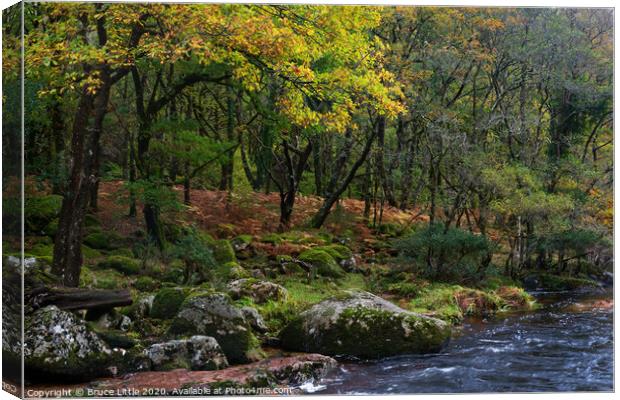 Dartmoor woodland in autumn Canvas Print by Bruce Little