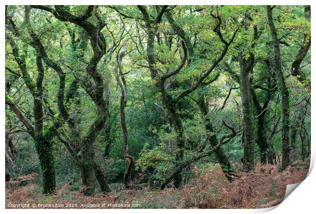 Dramatic woods of Lustleigh Print by Bruce Little
