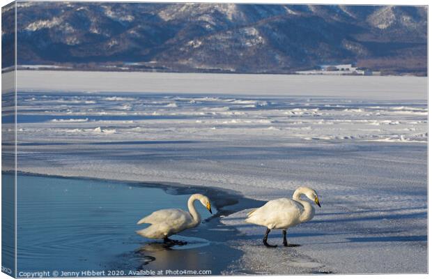 Whooper Swans on frozen lake Canvas Print by Jenny Hibbert