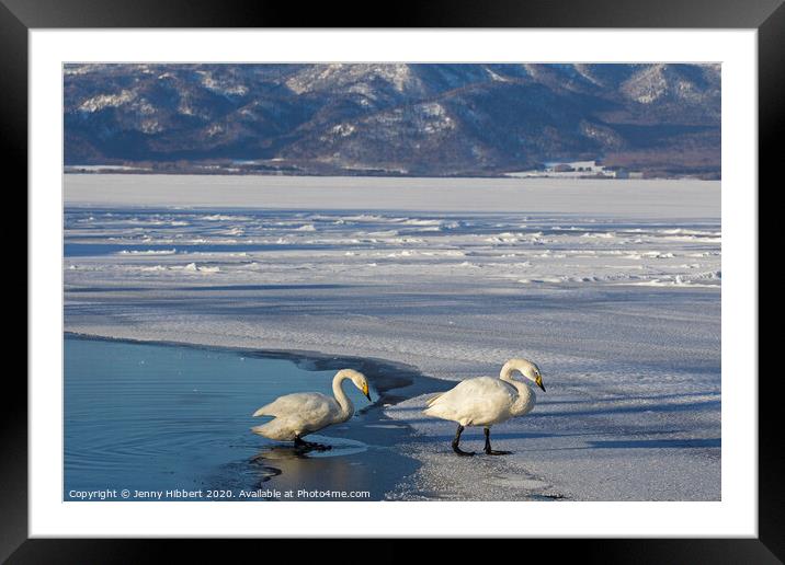 Whooper Swans on frozen lake Framed Mounted Print by Jenny Hibbert