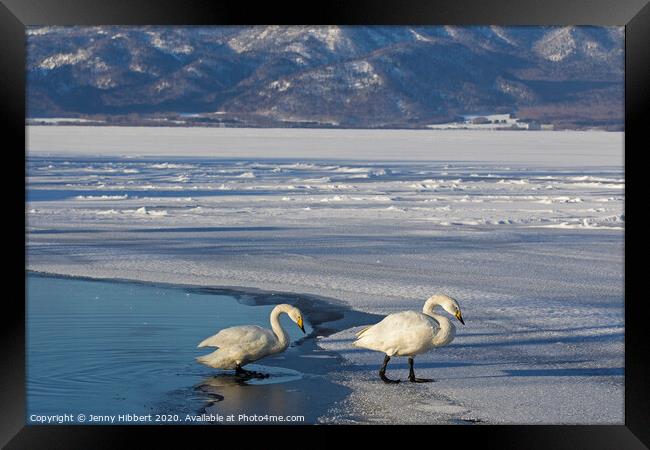 Whooper Swans on frozen lake Framed Print by Jenny Hibbert