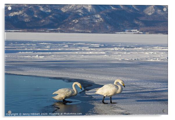 Whooper Swans on frozen lake Acrylic by Jenny Hibbert
