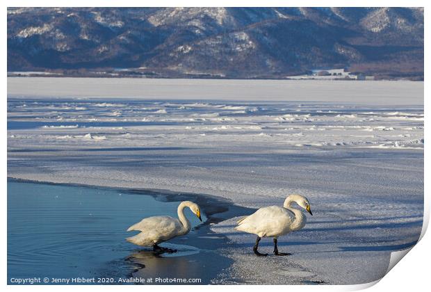 Whooper Swans on frozen lake Print by Jenny Hibbert