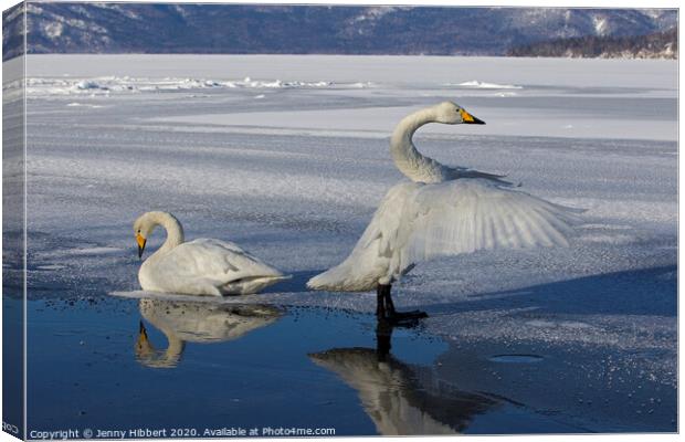 Whooper Swans on frozen lake in Sunayu Canvas Print by Jenny Hibbert