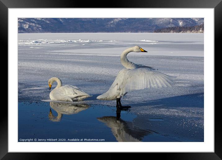 Whooper Swans on frozen lake in Sunayu Framed Mounted Print by Jenny Hibbert