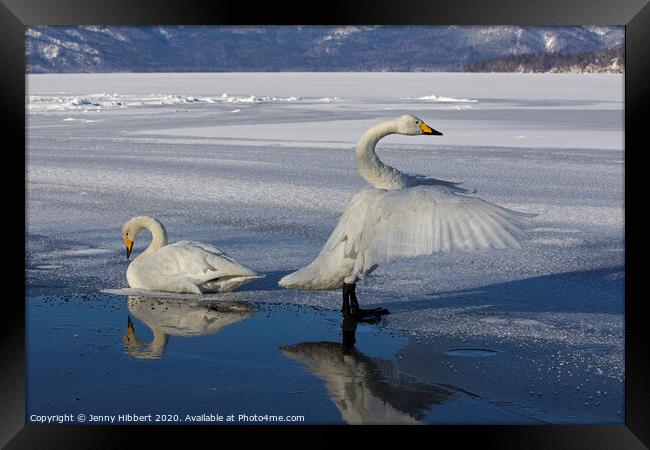 Whooper Swans on frozen lake in Sunayu Framed Print by Jenny Hibbert