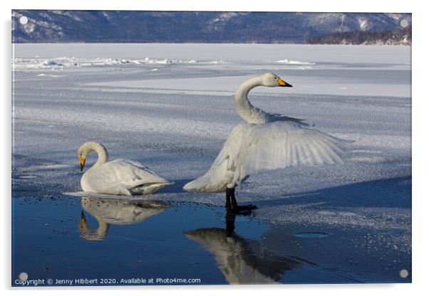 Whooper Swans on frozen lake in Sunayu Acrylic by Jenny Hibbert