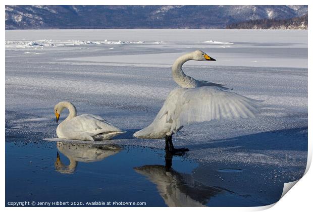 Whooper Swans on frozen lake in Sunayu Print by Jenny Hibbert