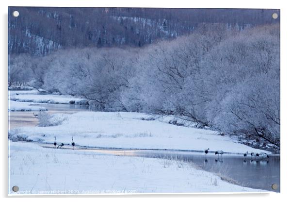 Red Crowned Cranes at dawn near Ottowa bridge Hokkaido Acrylic by Jenny Hibbert