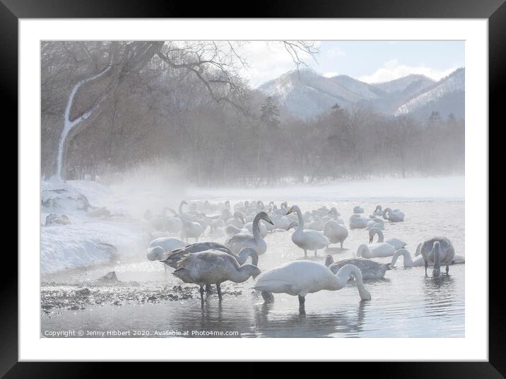 Whooper Swans gathered on lake Kussharo in snow storm Framed Mounted Print by Jenny Hibbert