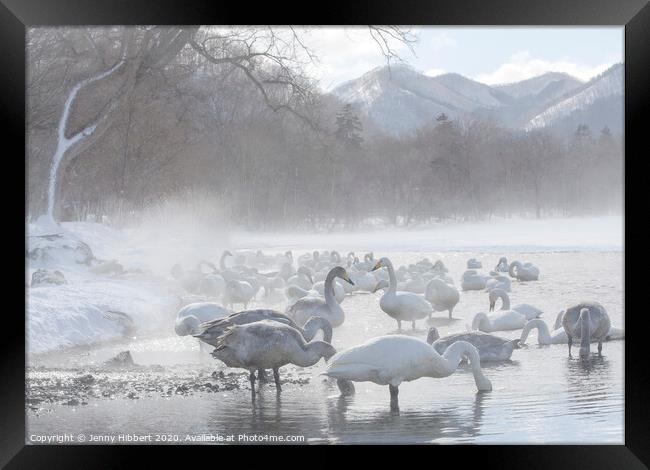 Whooper Swans gathered on lake Kussharo in snow storm Framed Print by Jenny Hibbert