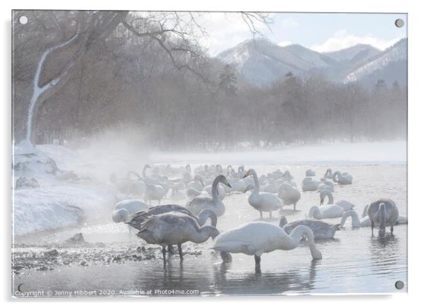 Whooper Swans gathered on lake Kussharo in snow storm Acrylic by Jenny Hibbert