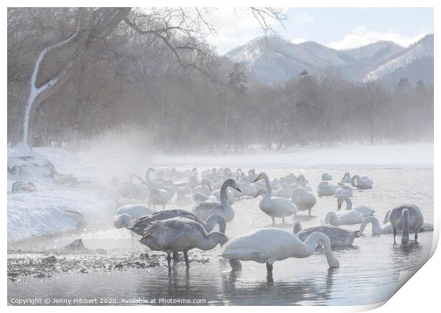 Whooper Swans gathered on lake Kussharo in snow storm Print by Jenny Hibbert