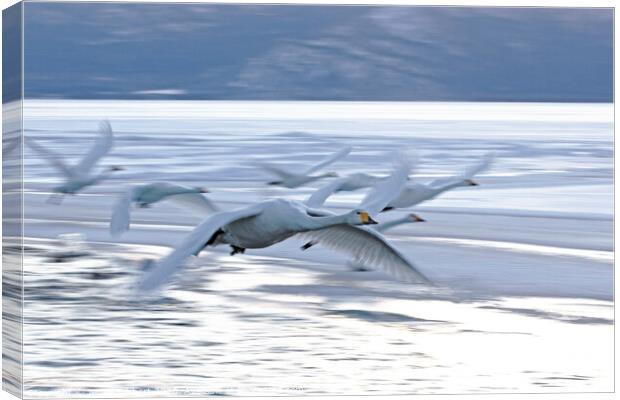 Whooper Swans flying off to roost  Canvas Print by Jenny Hibbert
