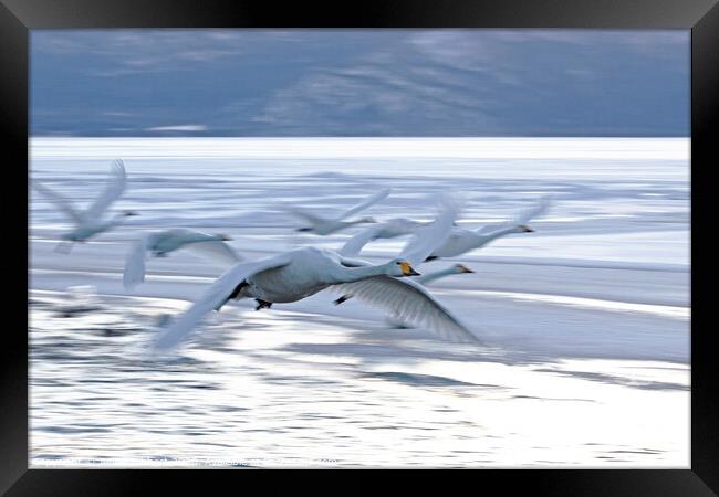 Whooper Swans flying off to roost  Framed Print by Jenny Hibbert