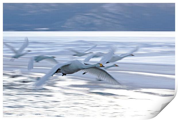 Whooper Swans flying off to roost  Print by Jenny Hibbert