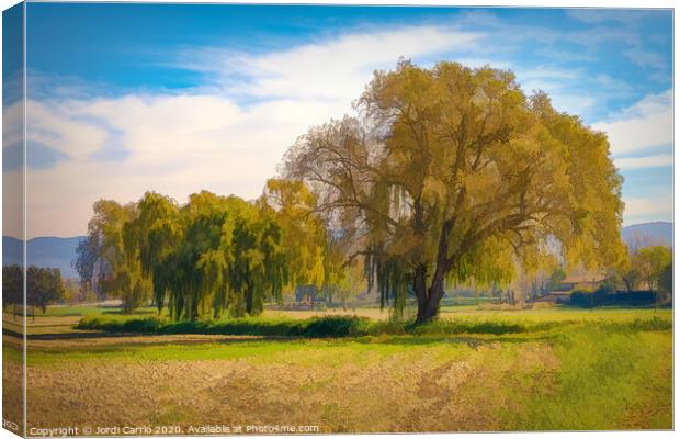 A fainted tree and an oak in the middle of the meadow. Canvas Print by Jordi Carrio