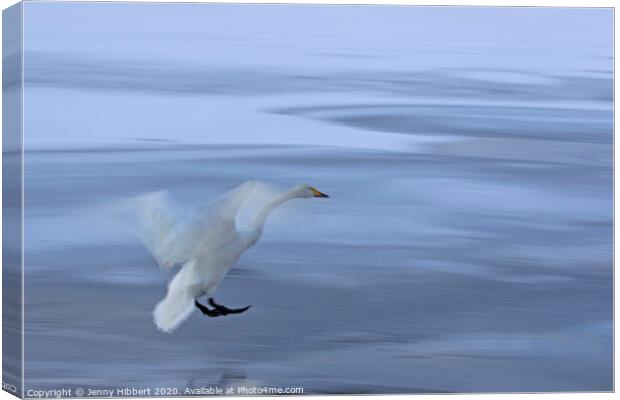 Whooper Swan coming into land on frozen lake Canvas Print by Jenny Hibbert