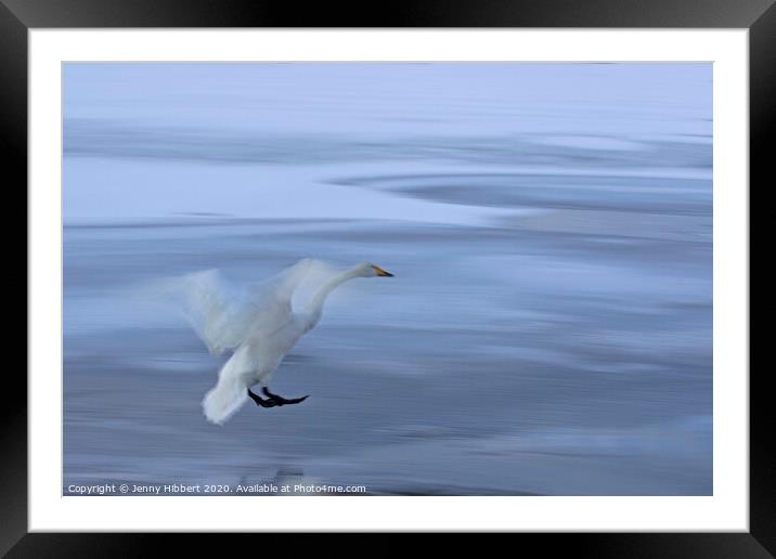 Whooper Swan coming into land on frozen lake Framed Mounted Print by Jenny Hibbert
