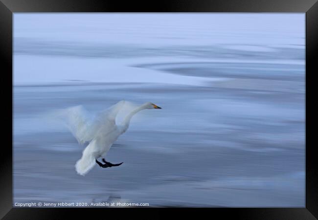 Whooper Swan coming into land on frozen lake Framed Print by Jenny Hibbert