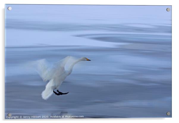 Whooper Swan coming into land on frozen lake Acrylic by Jenny Hibbert