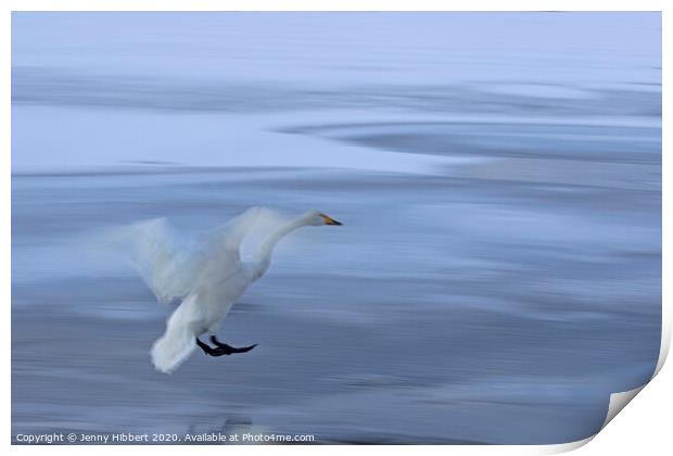 Whooper Swan coming into land on frozen lake Print by Jenny Hibbert