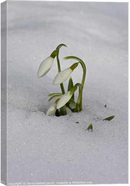 Snowdrops appearing out of snow Canvas Print by Jenny Hibbert