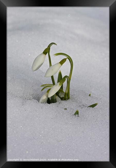 Snowdrops appearing out of snow Framed Print by Jenny Hibbert