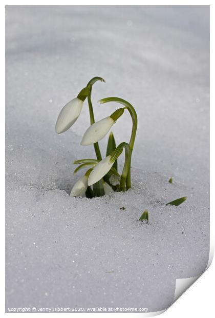 Snowdrops appearing out of snow Print by Jenny Hibbert