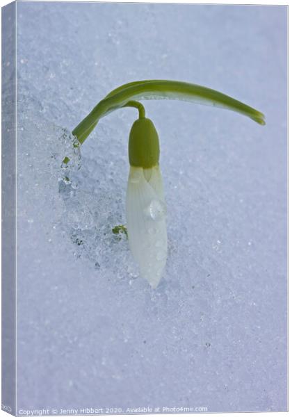 One single Snowdrop appearing out of snow Canvas Print by Jenny Hibbert