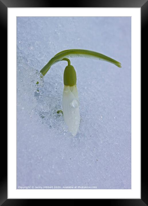 One single Snowdrop appearing out of snow Framed Mounted Print by Jenny Hibbert