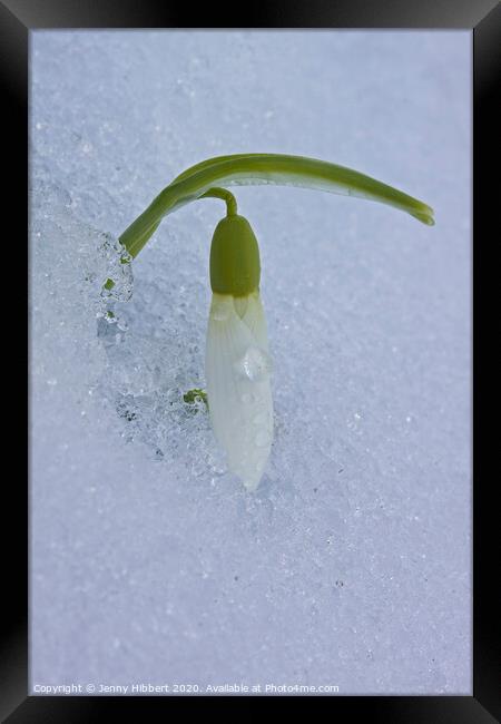 One single Snowdrop appearing out of snow Framed Print by Jenny Hibbert