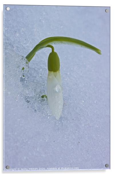 One single Snowdrop appearing out of snow Acrylic by Jenny Hibbert