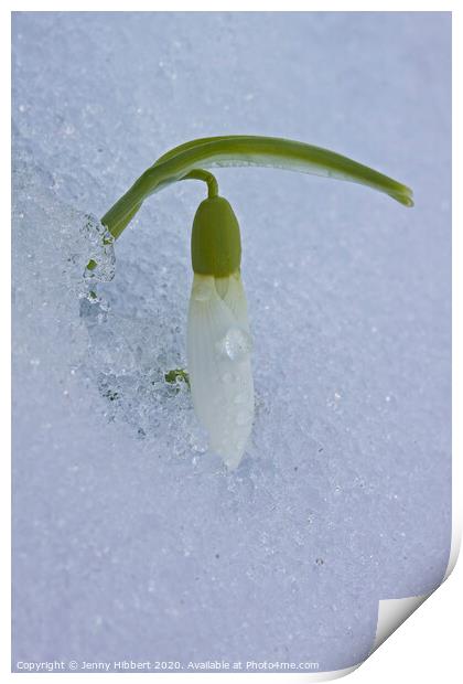One single Snowdrop appearing out of snow Print by Jenny Hibbert