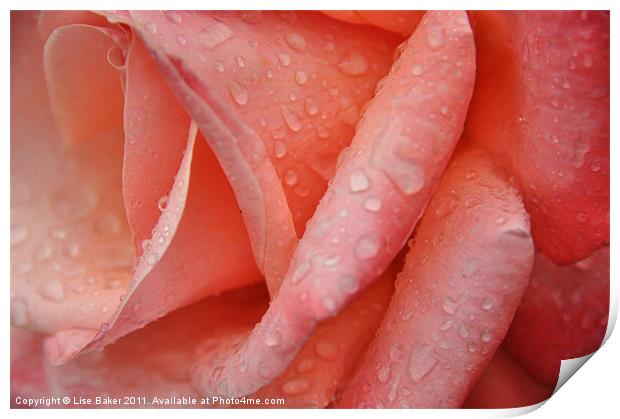 Rainy Rose Print by Lise Baker
