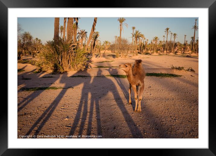 Baby camel in the desert Framed Mounted Print by Sara Melhuish