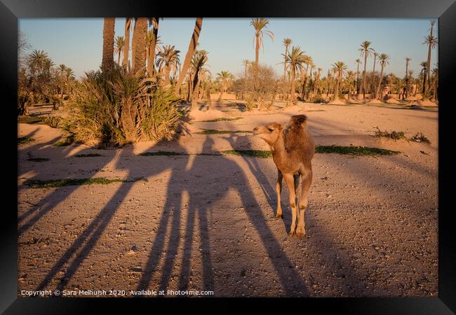 Baby camel in the desert Framed Print by Sara Melhuish