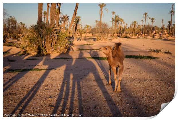 Baby camel in the desert Print by Sara Melhuish