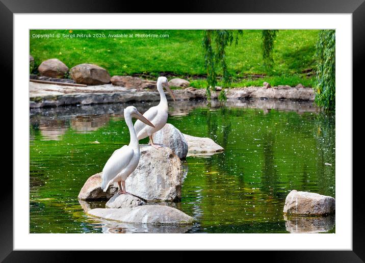 A pair of white pelicans are resting on stone boulders in the middle of a forest lake. Framed Mounted Print by Sergii Petruk