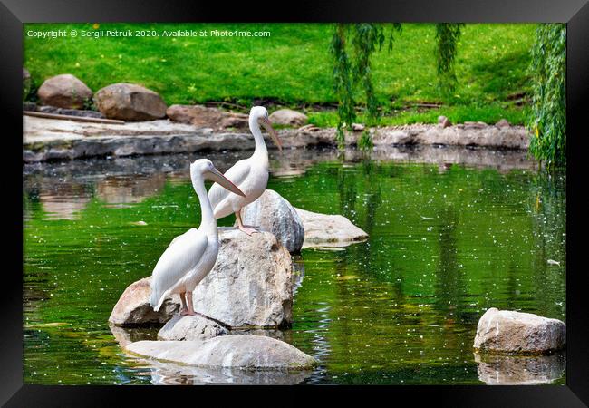 A pair of white pelicans are resting on stone boulders in the middle of a forest lake. Framed Print by Sergii Petruk