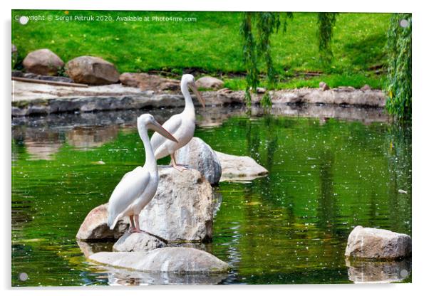 A pair of white pelicans are resting on stone boulders in the middle of a forest lake. Acrylic by Sergii Petruk
