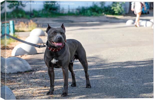 Portrait of a black Staffordshire bull terrier with a red collar on a city street. Canvas Print by Sergii Petruk